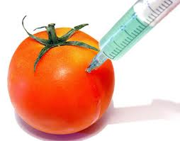 GMO Tomato GMO Tomato