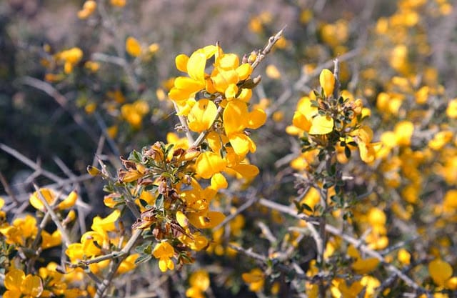 Yellow flower