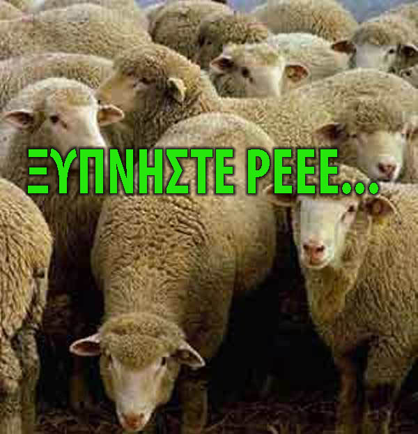 sheep copy